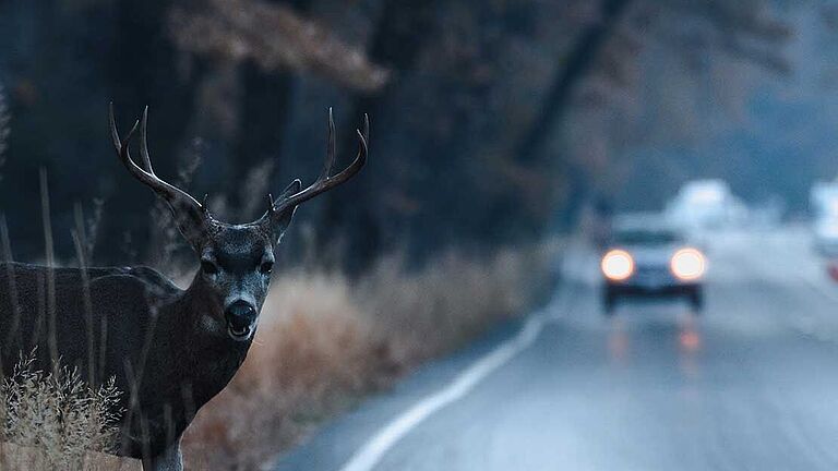 Eine Landstraße in der Dämmerung. Ein Hirsch im Vordergrund am Straßenrand, dahinter ein Auto, das sich nähert.