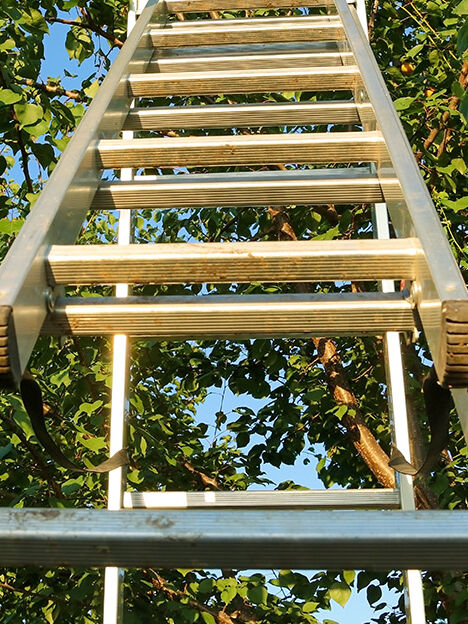 Große Leiter lehnt im Baum, Froschperspektive