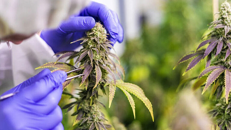 Zwei Hände in lila Einweghandschuhen arbeiten an einer Cannabispflanze. Eine Pinzette in der rechten Hand entnimmt ein Blatt. Im Hintergrund sind weitere Pflanzen zu sehen. 