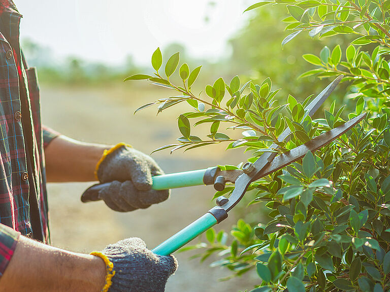 Mann mit Gartenhandschuhen und Astschere schneidet einen Busch im Garten zurecht.